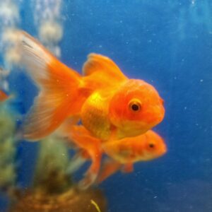 Carassius.