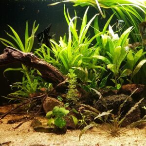 Acuarios Plantados.