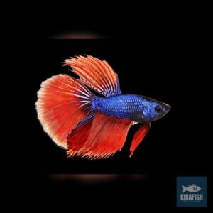 Betta Halfmoon Macho.