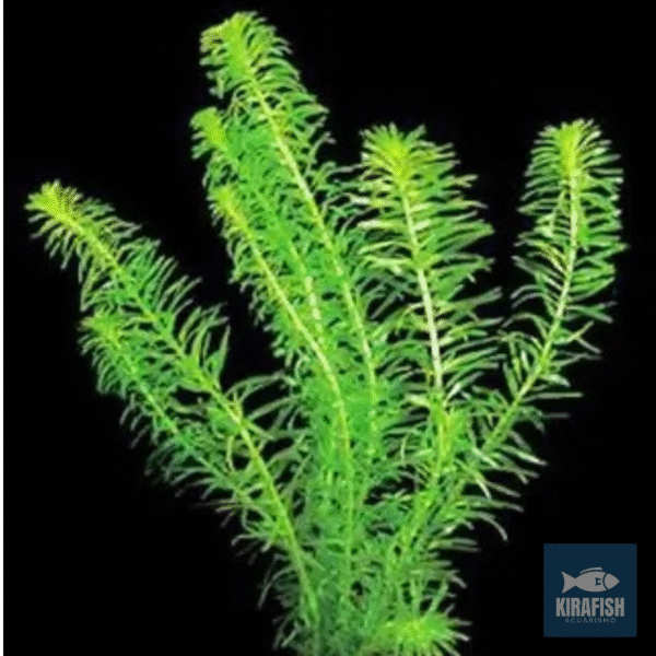 Elodea
