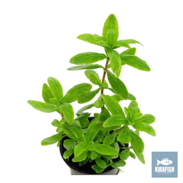 Hygrophila polysperma