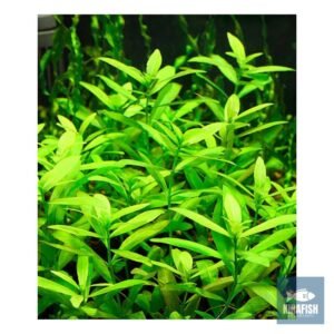 Hygrophila polysperma – Planta Natural para Acuarios Plantados