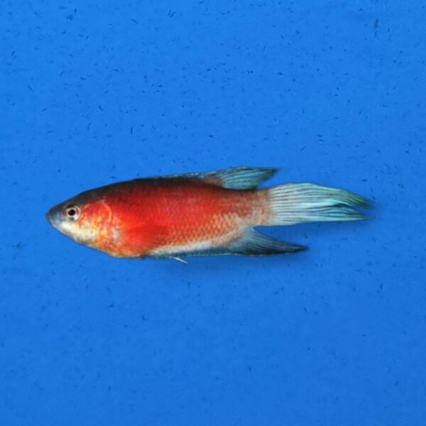 Macropodus Cobalt Red
