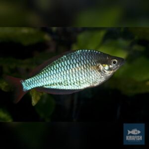 Melanotaenia Praecox.