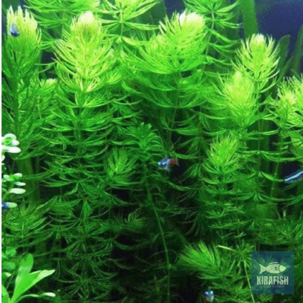 Ceratophyllum demersum