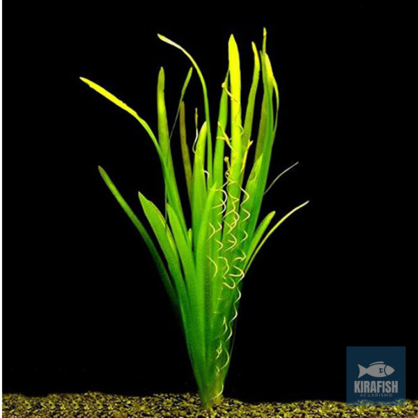 Vallisnerias