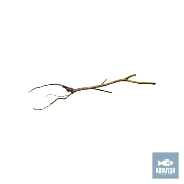Raiz 15-25cm Curada