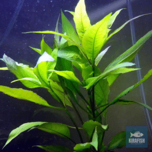 Hygrophilia Carimbosa
