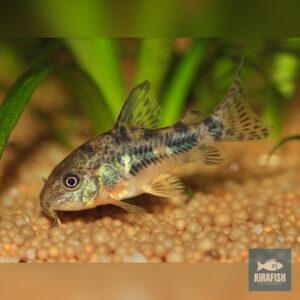 Corydora paleatus.