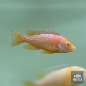 Aulonocara Dragon Blood.