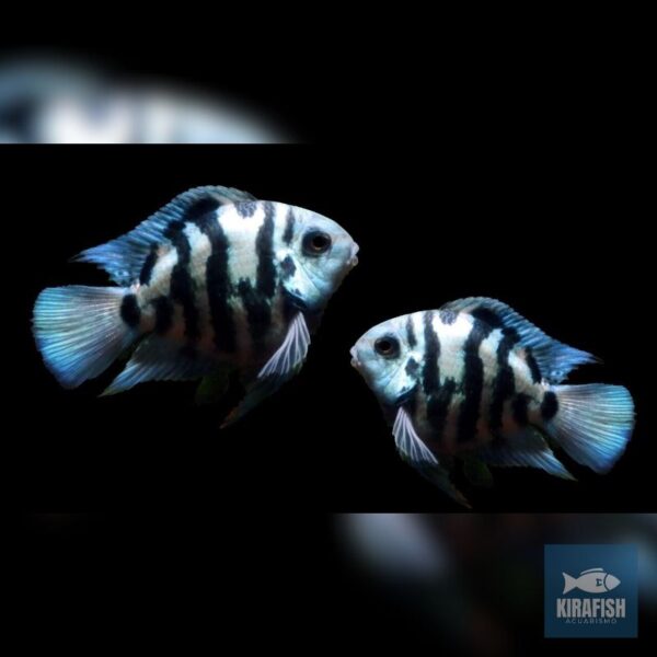 Cíclido Polar Blue - Pareja Reproductora.