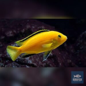 Labidochromis caeruleus 3-4cm.