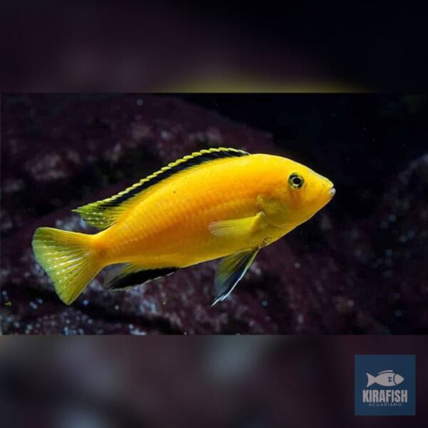 Labidochromis caeruleus 3-4cm.