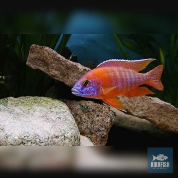 Aulonocara Red Rubin.