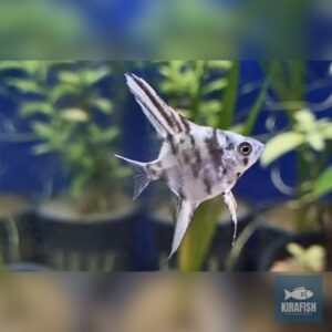 Pterophyllum scalare mármol N1.