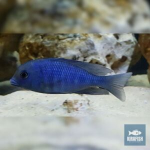 Delfín azul del Malawi.