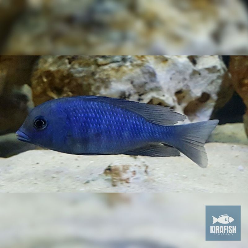 Delfín azul del Malawi.