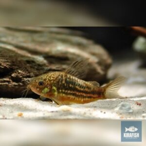 Corydoras Undulatus