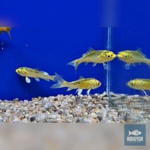 Carpa Surtida 5 cm – Pez Ornamental para Estanques y Acuarios Amplios