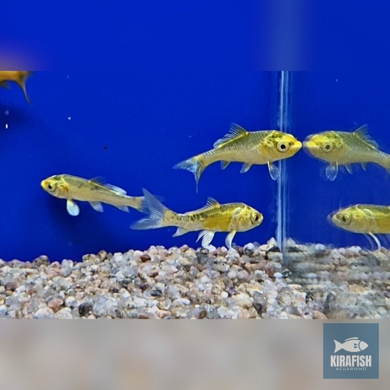 Carpa Surtida 5 cm – Pez Ornamental para Estanques y Acuarios Amplios