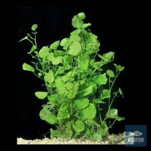 Cardamine lyrata – Planta Natural para Acuarios Plantados