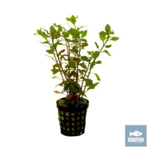 Ludwigia palustris – Planta Natural para Acuarios Plantados